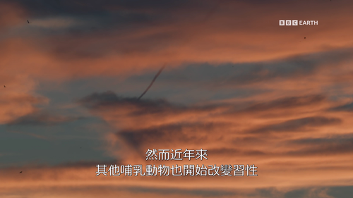 Mammals.S01E01.2024.1080p.Hami.WEB DL.H264.AAC HHWEB.mkv 20241118 042318.193.png