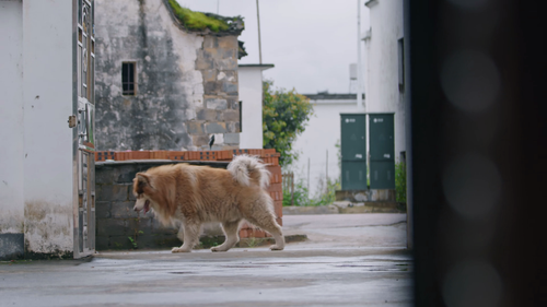 Modern.Furry.Tale.S01E01.2021.2160p.WEB DL.H265.AAC HHWEB.mp4 20241118 044753.092.png