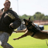Top Dog Training Camp in Atlanta – Aggressive & Reactive Dogs.gif