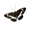 IMG_4232.png