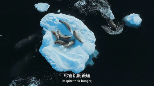 Animals.Up.Close.with.Bertie.Gregory.S01E01.2023.1080p.WEB DL.H264.AAC HHWEB.mp4 20241117 121823.465.png