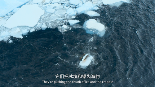 Animals.Up.Close.with.Bertie.Gregory.S01E01.2023.1080p.WEB DL.H264.AAC HHWEB.mp4 20241117 121825.369.png