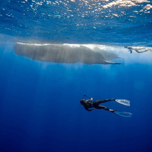 SUR DIVE380WHALEWATCHING @woj.dop