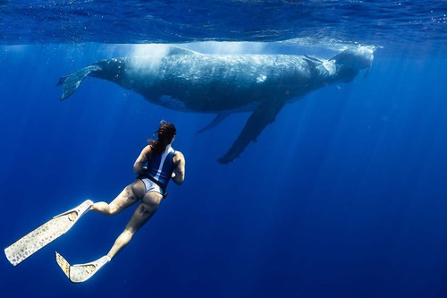 SUR DIVE380WHALEWATCHING @lucianaloveslife