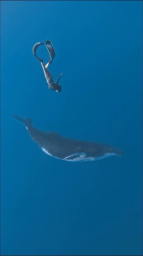 SUR DIVE380WHALEWATCHING 