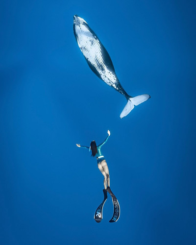 SUR DIVE380WHALEWATCHING @o.omgbbb