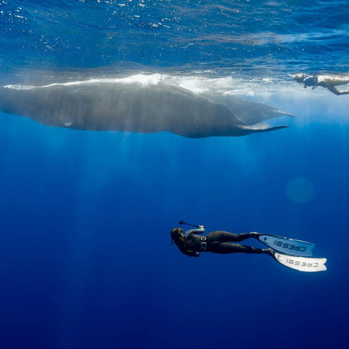 SUR DIVE380WHALEWATCH @h2o kty