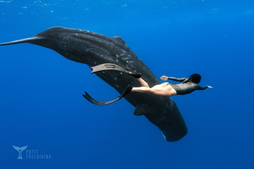 SUR DIVE380WHALEWATCH 1