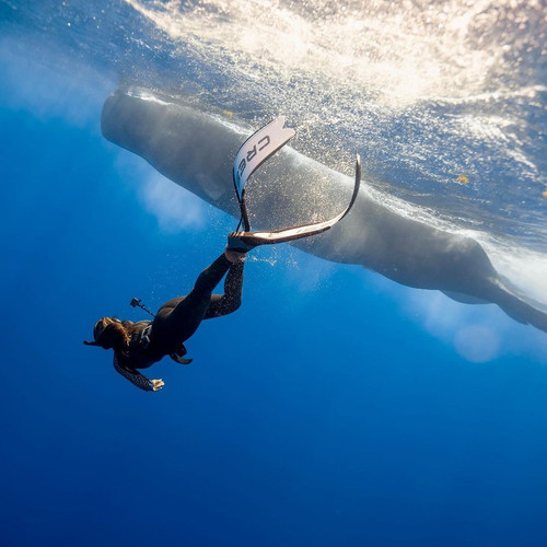 SUR DIVE380WHALEWATCHING @h2o kty