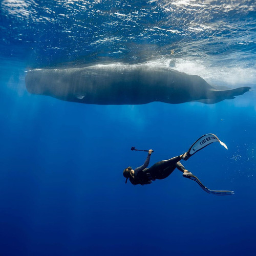 SUR DIVE380WHALEWATCHING @woj.dop