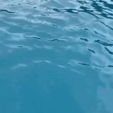 1000055510.gif