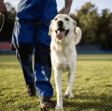 Expert Dog Training in Milton, Ontario Solid K9 Solutions.gif