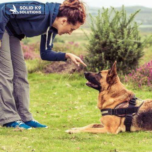 Expert Dog Training in Dunwoody, GA Solid K9 Solutions.jpg