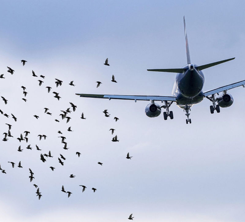 Volo Hainan Airlines: Bird Strike colpisce motore Boeing 787