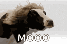 IMG 4629.gif