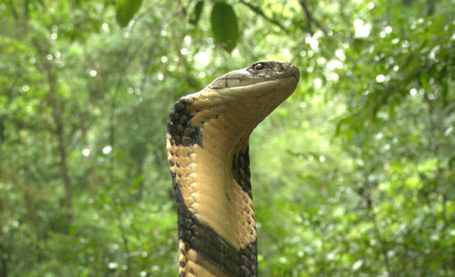 Cobra Reale: Scoperte Quattro Nuove Specie Distinte