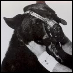 Ben the Wrestling Bear.jpg