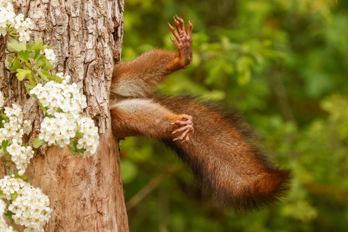 nikonwildlife2401.jpg