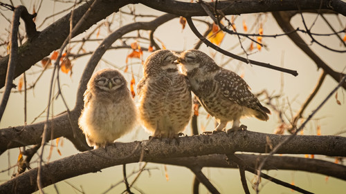 nikonwildlife2405.jpg