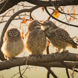 nikonwildlife2405