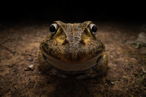 nikonwildlife2406.jpg