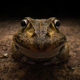 nikonwildlife2406