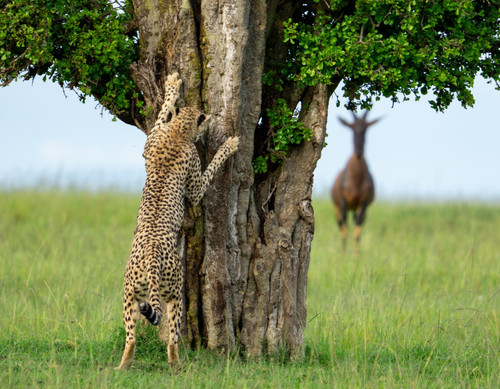 nikonwildlife2412.jpg