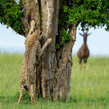 nikonwildlife2412
