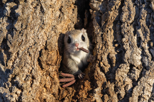 nikonwildlife2417.jpg
