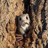 nikonwildlife2417