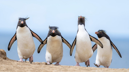 nikonwildlife2414.jpg