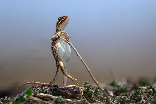 nikonwildlife2416.jpg