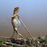 nikonwildlife2416