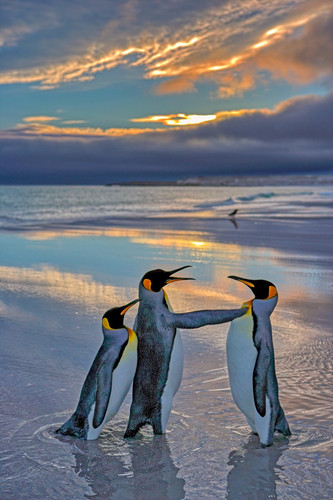 nikonwildlife2408.jpg