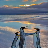 nikonwildlife2408