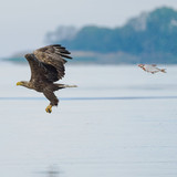 nikonwildlife2404