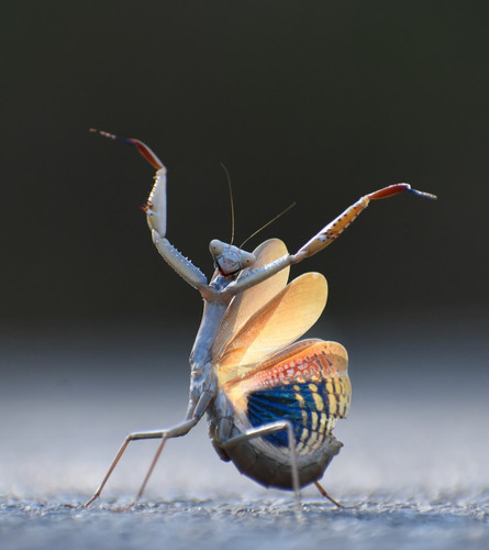 nikonwildlife2402.jpg