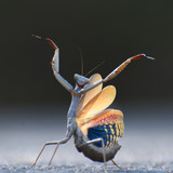 nikonwildlife2402