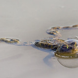 nikonwildlife2403