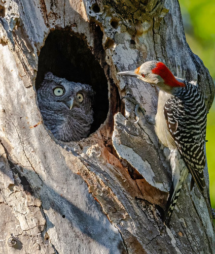 nikonwildlife2415.jpg