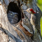 nikonwildlife2415
