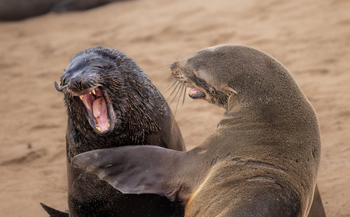 nikonwildlife2413.jpg