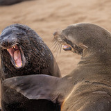 nikonwildlife2413