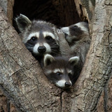 nikonwildlife2411