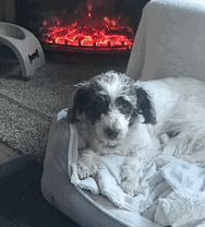 Trusted Vet in Victoria BC for Compassionate Care.gif