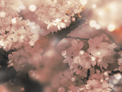 PINK FLOWERS(2) MELLISEDITS.png