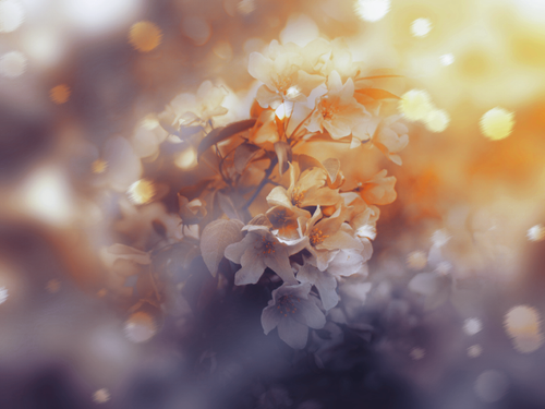 ORANGE FLOWERS MELLISEDITS.png