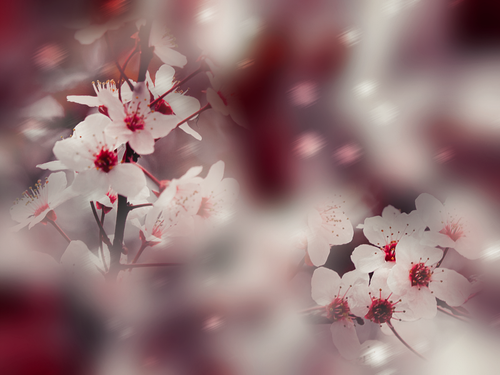 PINK CHERRY BLOSSOMS MELLISEDITS.png