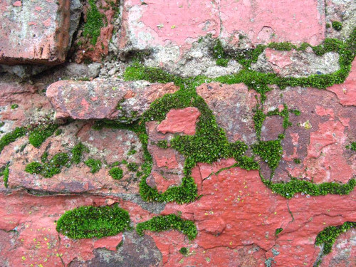 mossed bricks by synesthesea dbzu978 pre.jpg