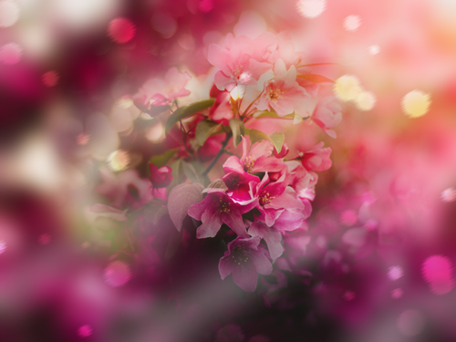 PINK FLOWERS MELLISEDITS.png